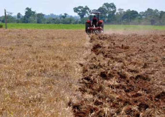 qual a melhor época para plantar braquiária