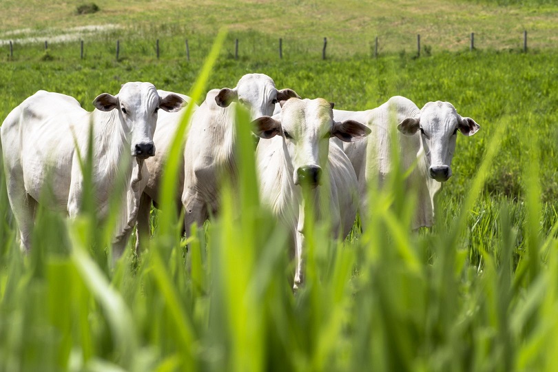 Adubação de pasto: quando vale a pena pisar no acelerador e investir nela?