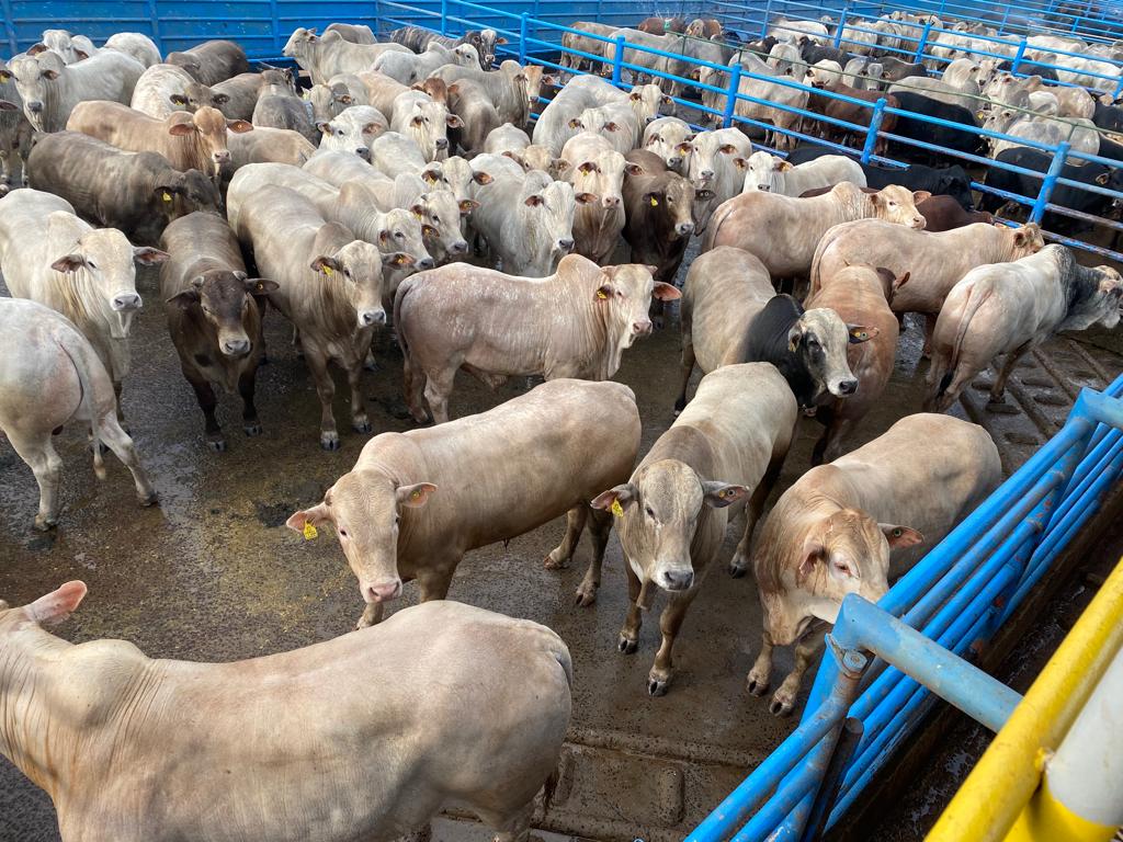 boiada canchim precoce fazenda três irmãos naviraí-ms