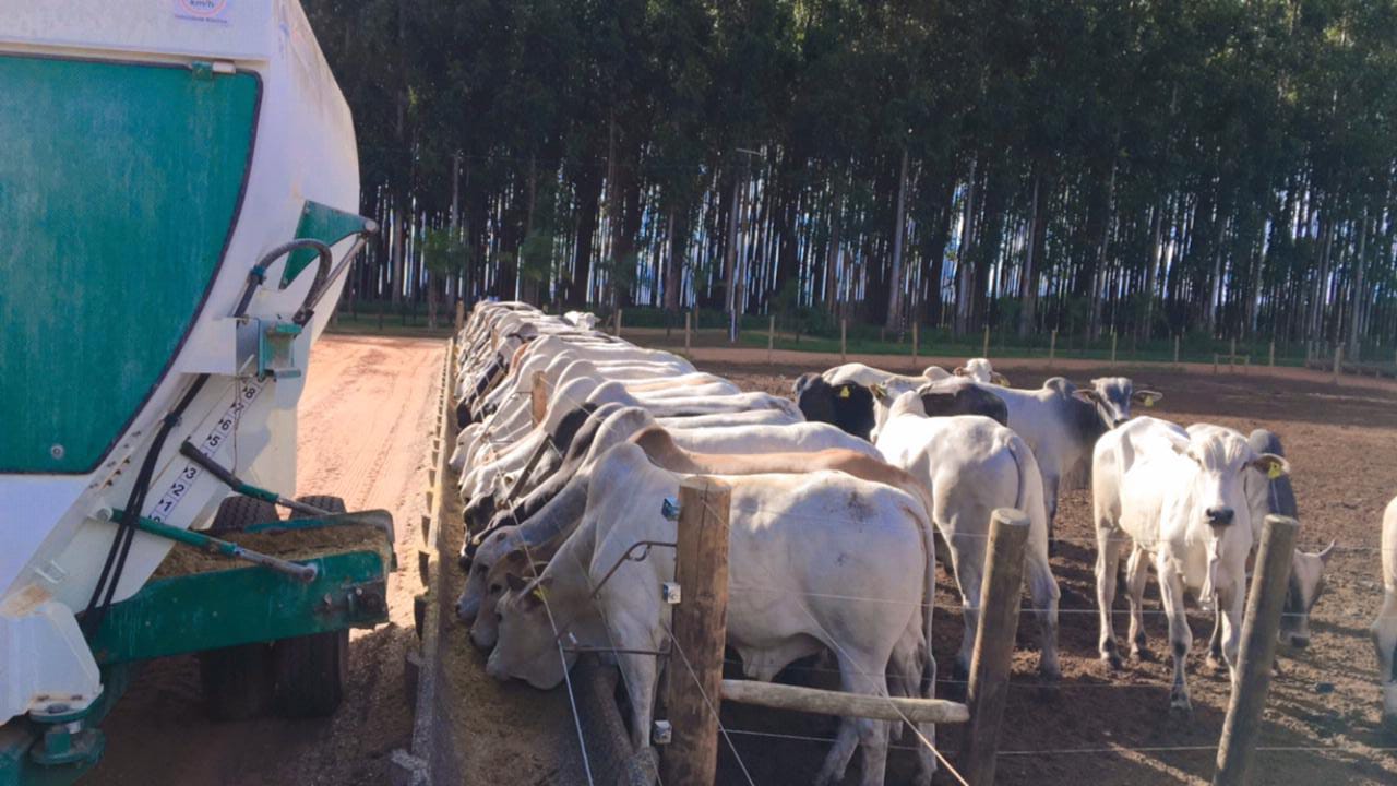 confinamento de boi em minas gerais boitel jbs uberaba campo florido