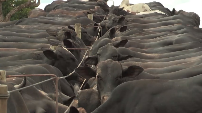 fazenda em mt deltinha nova brasilândia repórter nissan