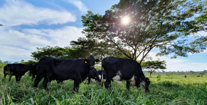 livro avanços da pecuária na amazônia embrapa universidade federal de rondônia