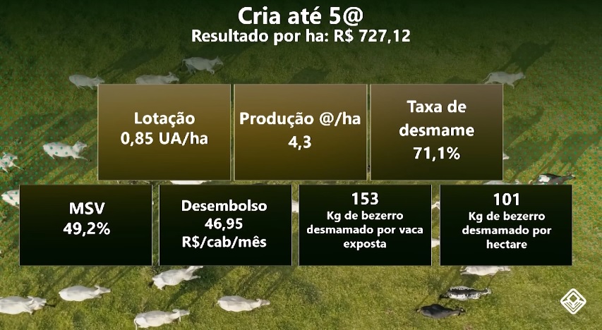 pecuaria de cria como lucrar produzindo até cinco arrobas por hectare ao ano