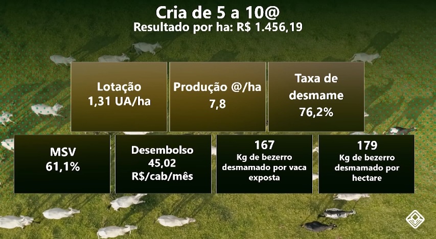 pecuaria de cria como lucrar produzindo de cinco a dez arrobas por hectare ao ano