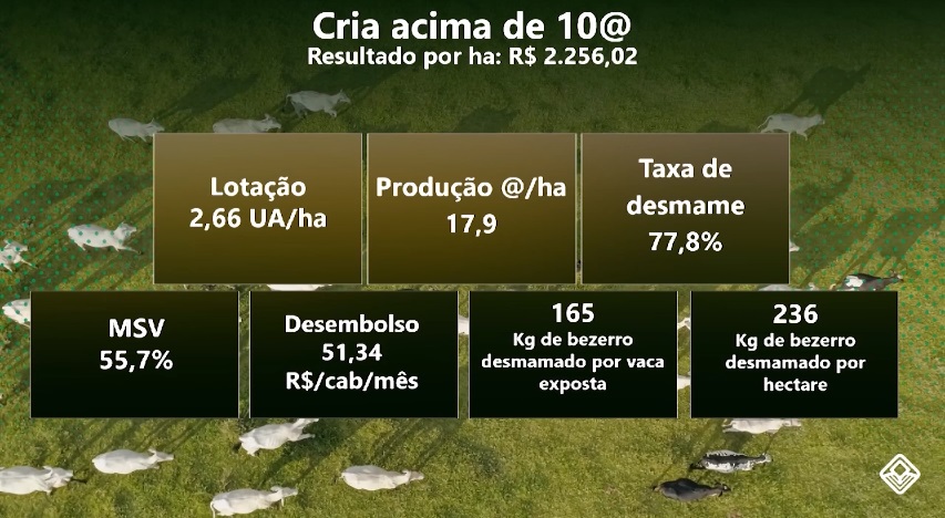 pecuaria de cria como lucrar produzindo mais de dez arrobas por hectare ao ano