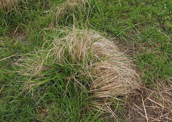 pesquisas para descobrir herbicida para capim annoni