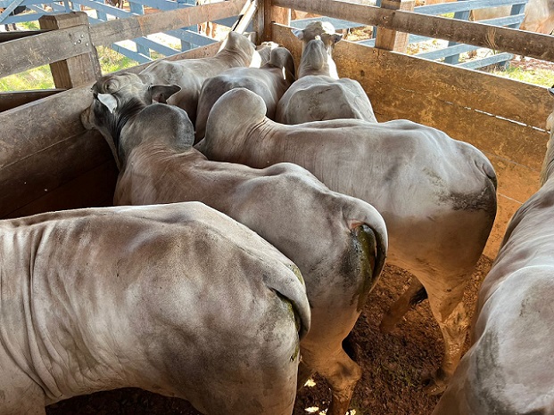 boiada semiconfinada 20,5@ 55,2% rendimento de carcaça ariquemes-ro