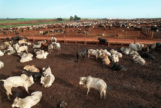 boitel em minas gerais boi das águas 2022