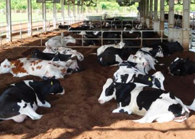 confinamento de gado de leite em pequenas propriedades