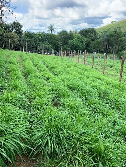 tamani solteiro após colheita do sorgo