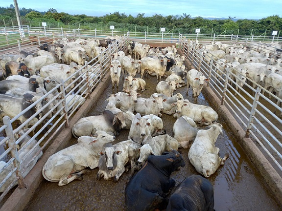 lote de boi pesado fazenda rio azul chupinguaia rondonia