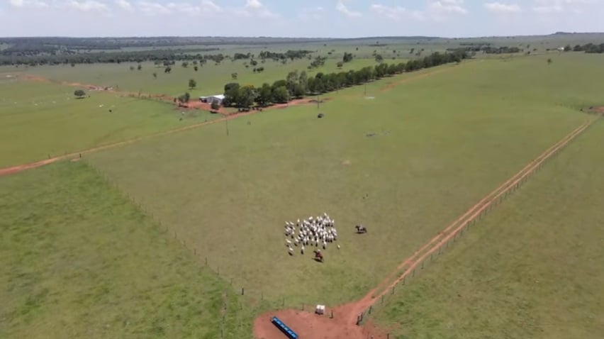 Pecuarista de MS aumenta em quase 60% a margem líquida da fazenda com gestão e boas decisões