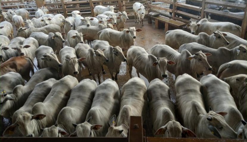 novilhada Nelore 16,5@ confinamento brpec agropecuária fazenda cristo redentor