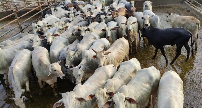 novilhas nelore terras arenosas ribas do rio pardo 13,7@ mato grosso do sul