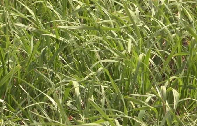 Pastos nativos do programa de melhoramento Embrapa Pecuária Sul. Foto: Divulgação/Embrapa Pecuária Sul