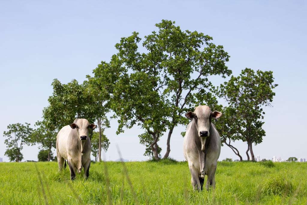 pecuária sustentável regularização ambiental