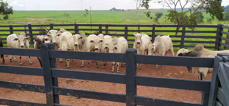 pecuarista trocou café pelo boi gordo cacique sítio sao lucas pimenta bueno-ro