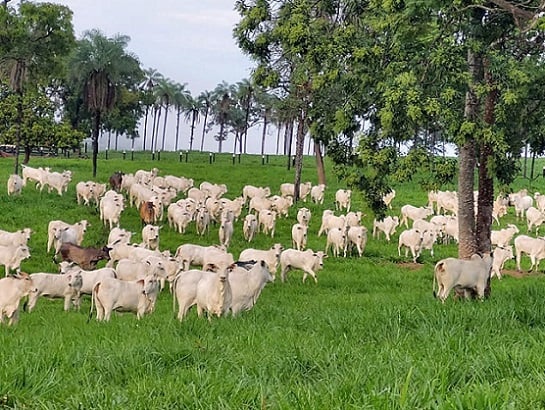 taxa de lotação fazenda bela vista novo são joaquim 1700 cabeças 261 hectares de pasto