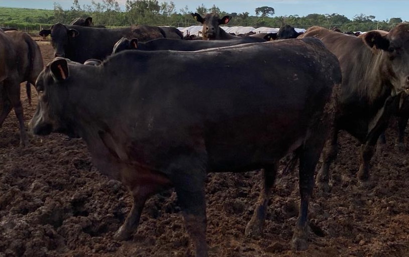 boitel em mato grosso novilhas ganho de peso de boi 1,5 kg por dia porto alegre do norte