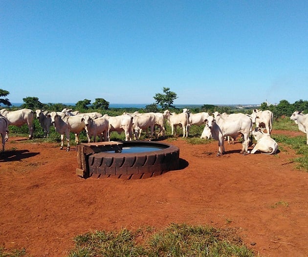 consumo diário de água por bovino