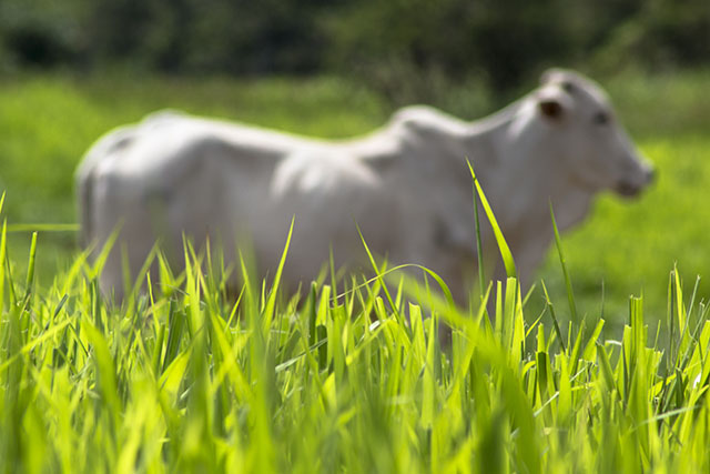 Produza 4 vezes mais garrotes com 1 ano a menos na recria