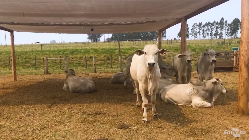 Colocar o boi na sombra reduz a pegada hídrica da pecuária de corte