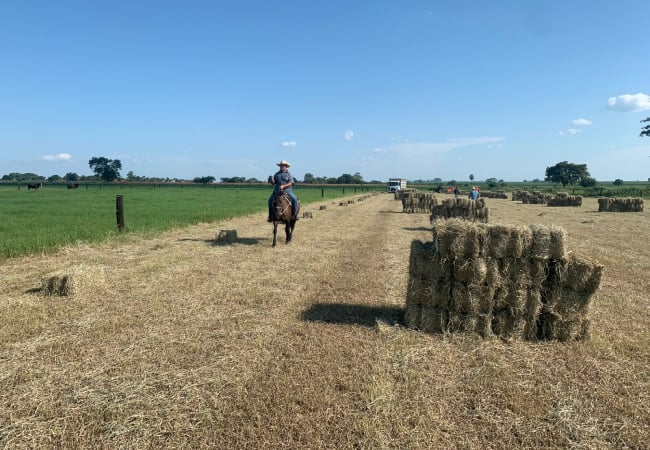 Tecnologia de irrigação aumenta em 15 vezes a lotação de gado no pasto