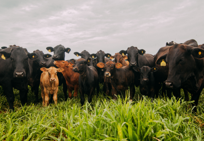 Saiba como turbinar o ciclo reprodutivo das vacas 