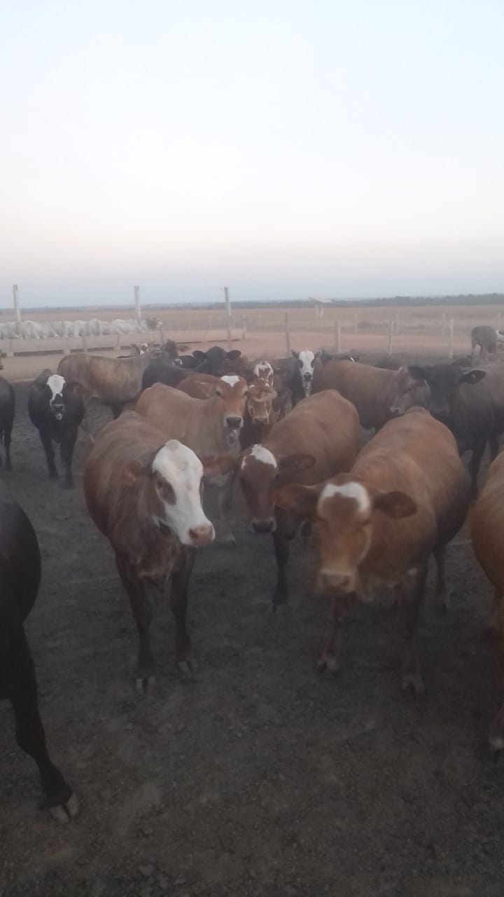 Giro do Dia: boiada de cruzamento 0 dentes com mais de 18@ no Pará