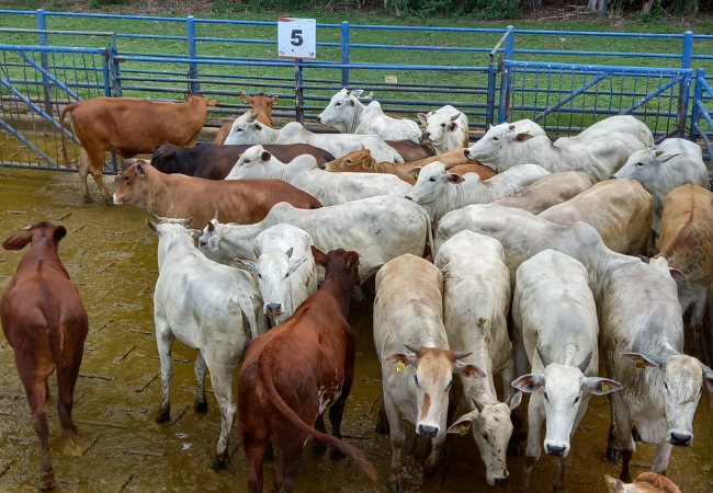 Produção de fazenda turística e sustentável de MS é destaque no Giro pelo Brasil