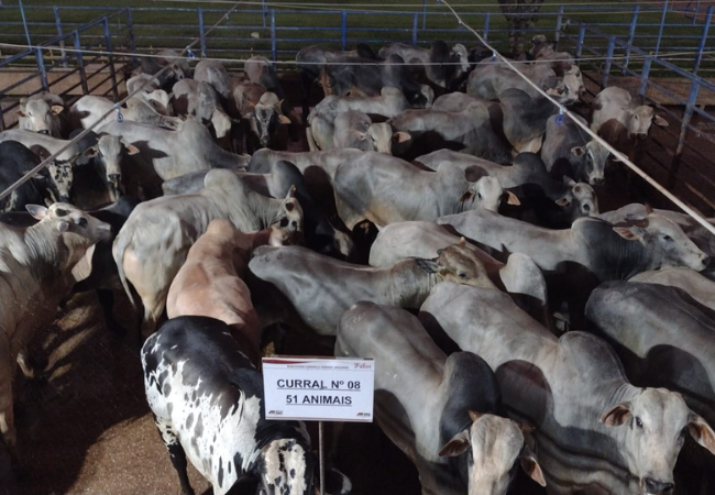 Lotes chegam com média de 352 quilos em Mato Grosso