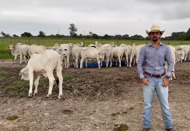 Jovem fazendeiro dá receita de lotes pesados e precoces