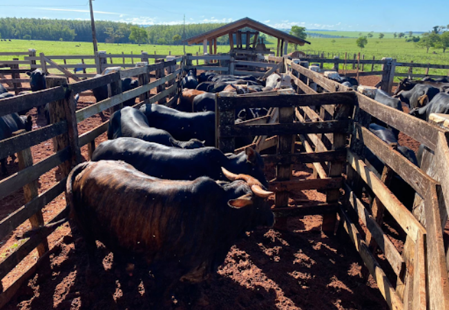 Lote de bois jovens chega a quase 21@ em terminação intensiva a pasto em MS