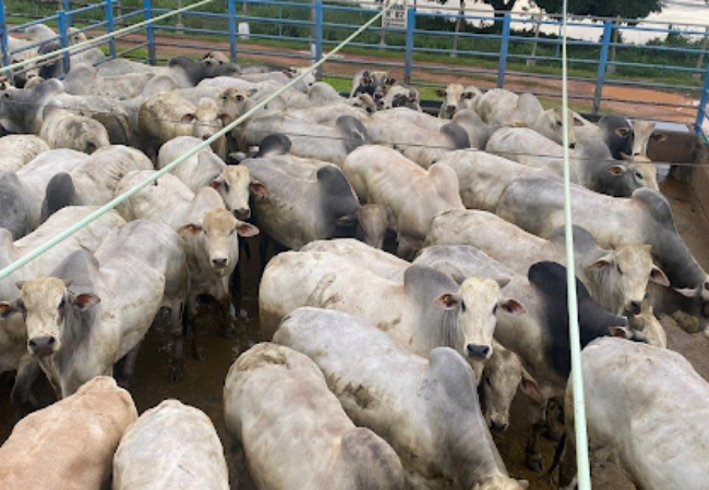 Bois nelore de 25 arrobas em terminação intensiva a pasto em MT