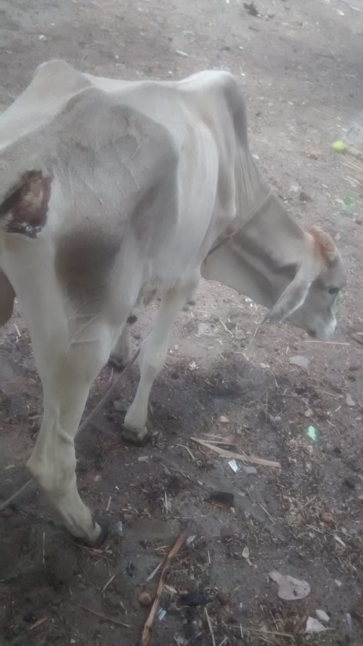 lesão de pele em bovinos