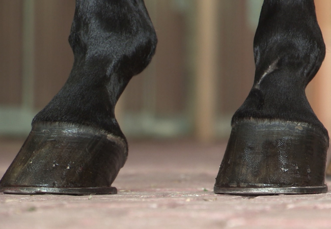 Cascos do cavalo: especialista dá dicas de cuidados. Confira