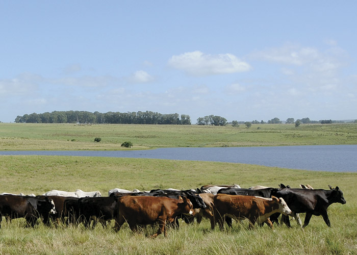 perfil nutricional carne bovina