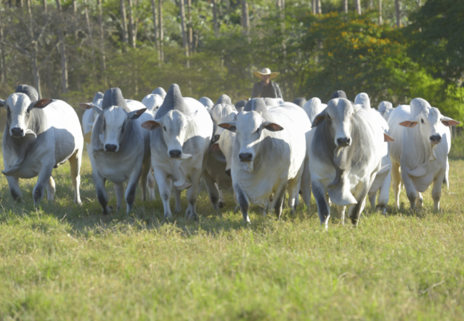 Touro de repasse: como fazer a adaptação de baia para o pasto? 