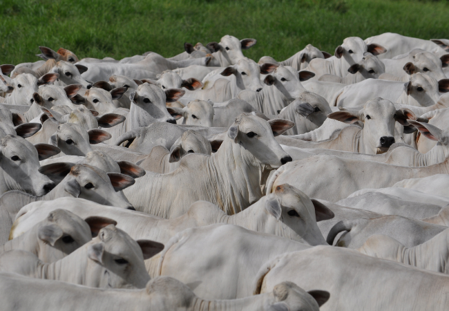 Lote de bovinos castrados. Foto: Divulgação