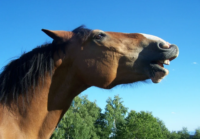 Está na hora do dentista, cavalo! Saiba importância do tratamento para os animais