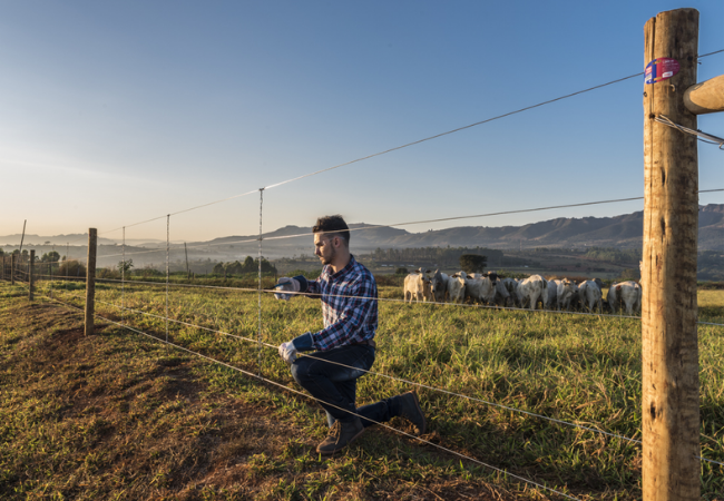 Instalação de cerca no pasto. Foto: Divulgação/Belgo Bekaert