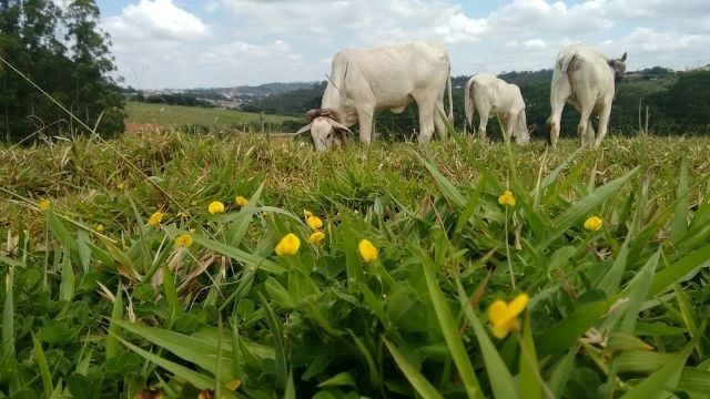 Amendoim forrageiro: saiba as recomendações de adubação da leguminosa