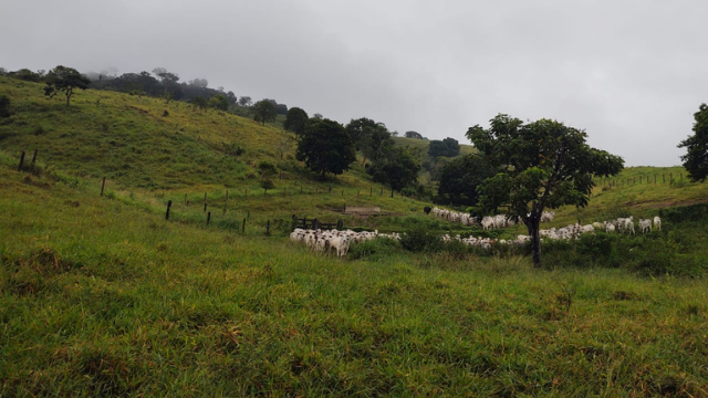 Em dois anos, pecuarista aumentará em seis vezes lucro por hectare