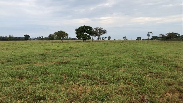 Tombar o solo arenoso com arado prejudica o pasto? 