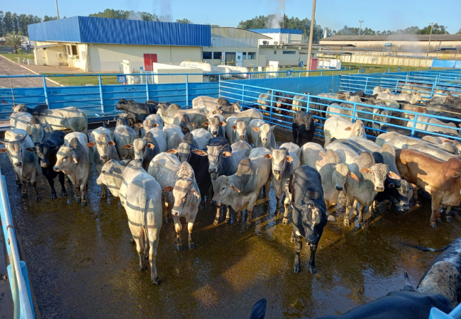 Pecuaristas de MS abatem boiada de 21 arrobas em terminação intensiva a pasto