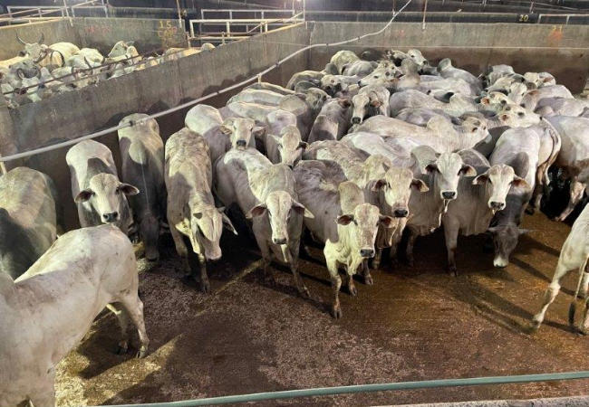 Pecuarista de raiz de Mato Grosso faz boi China pesando quase 21 arrobas