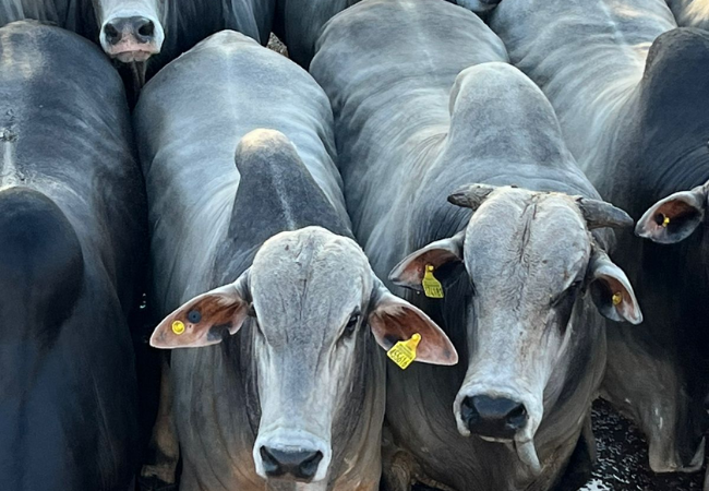 Pecuarista de Mato Grosso termina gado de quase 25@ na seca