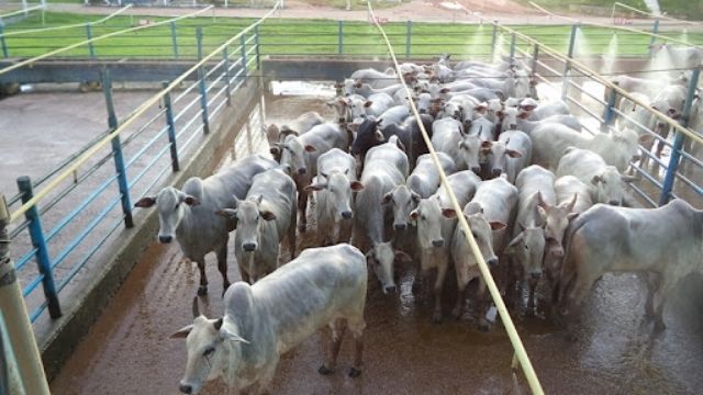 Pecuaristas investem mais em tecnologias de engorda em MT