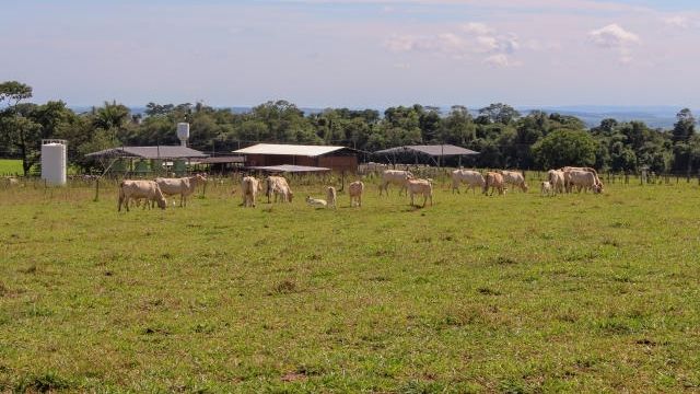 Bovinos de corte em pastejo. Foto: Juliana Sussai/Embrapa Pecuária Sudeste