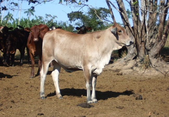 Saiba a idade ideal de uma vaca ir para o abate 